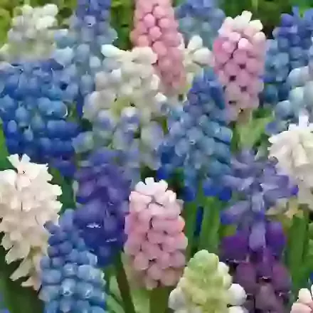 Mixed